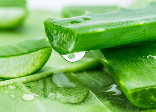 植物提取物的应用情况你知道几个？