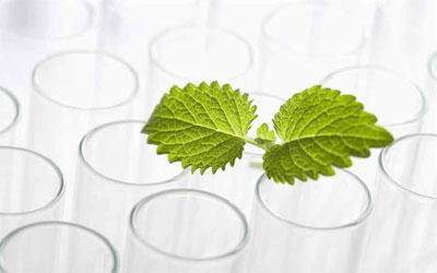 植物提取物应用广泛，潜力巨大，工业发展前景广阔